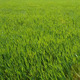 Green Barley - VideoHive Item for Sale