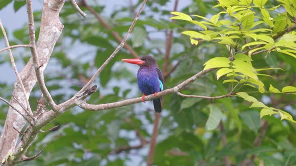 a cute javan kingfisher is opening its mouth enjoying the atmosphere while looking for food