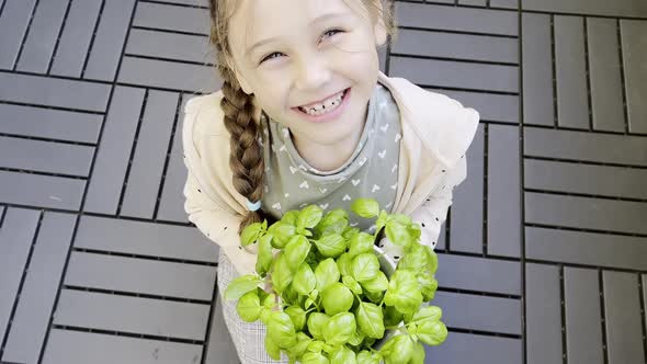 Fresh basil leaves and little girl. Green basil.  Classic herbs for salads and sauces of Italian