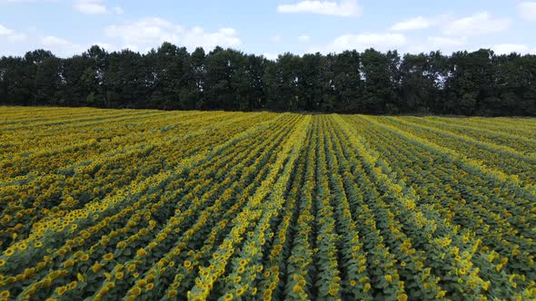 Aerial View of a Field with Sunflowers