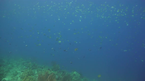 Coral Reef and Tropical Fish. Bali, Indonesia