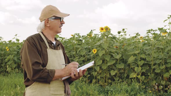 Senior Agronomist Examining Sunflower Field