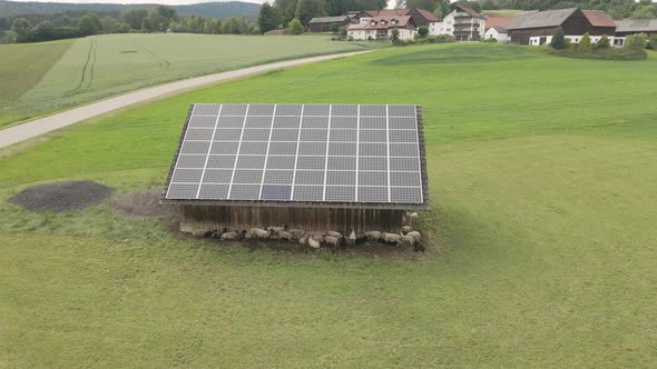 Sheep graze on a field near a barn with solar panels