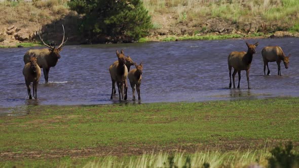 Elk bull cow and calf wading through water and marsh during rut prores 60fps
