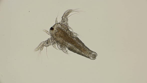 Movement Larvae, Nauplii Artemia Salina