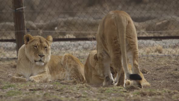lioness greets her sister and nuzzle each other