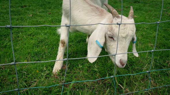 Baby Goat Grazing By Fence