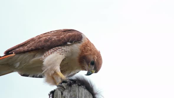 A red-tailed hawk sitting on a telephone pole eating a black squirrel in an urban downtown area.