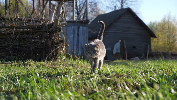 Old Experienced Gray Cat Walks on the Grass Against the Background of an Old Wooden House