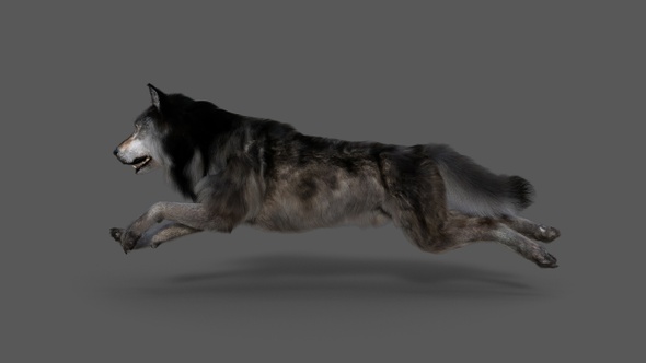 Wolf Run - animation cycle