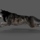 Wolf Run - animation cycle - VideoHive Item for Sale