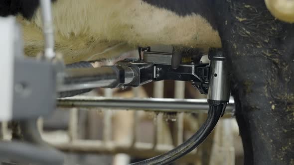 Robotic Arm Of Milking Machine Washing The Teats Of Dairy Cow In The Stable. - close up
