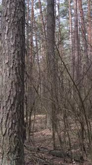 Vertical Video of the Pine Forest in the Afternoon