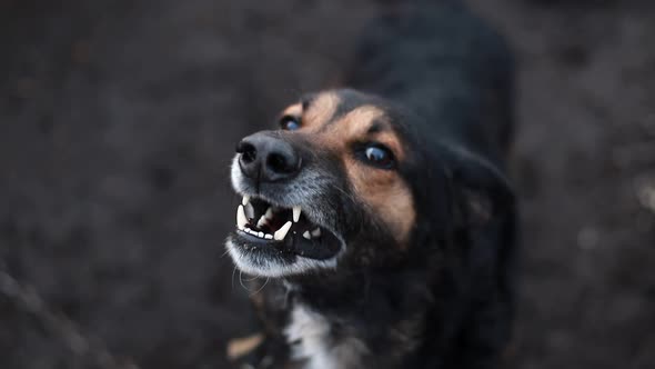 Barking Enraged Shepherd Dog Outdoors