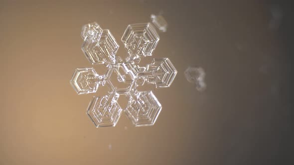Geometrically Perfect Snowflake Melts Under the Microscope
