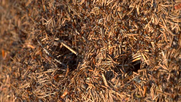 Anthill