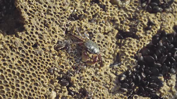 Close Up of Crab Scavenging on Pockmarked Rock