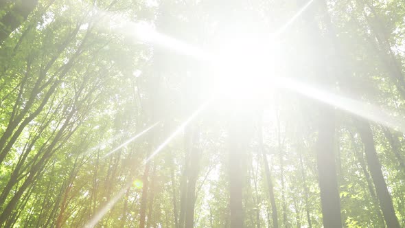 spring forest trees. nature green wood sunlight backgrounds.