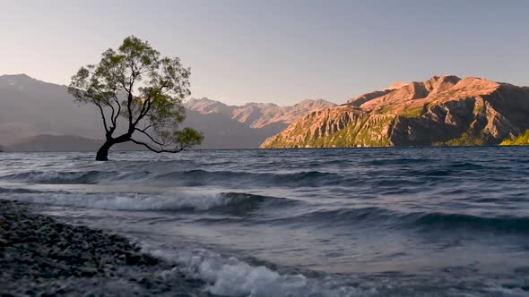 Low angle of Wanaka Tree with mountains in the Background, lit by the Sunrise, New Zealand most famo