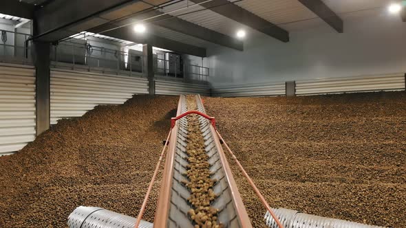 Potato Harvest in Warehouse