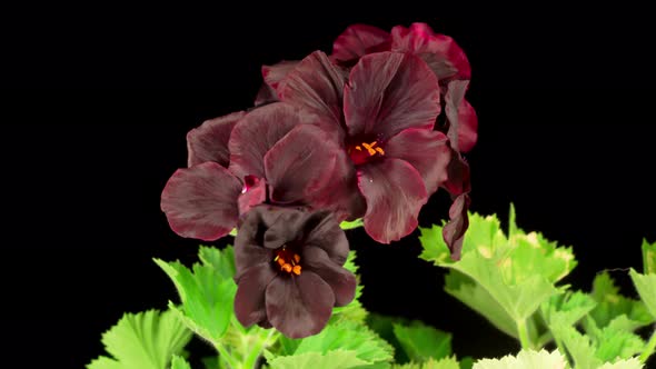 Beautiful Time Lapse of Blooming Black Geranium