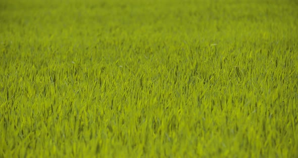 Scenic View Of Wheat Field Against Sky