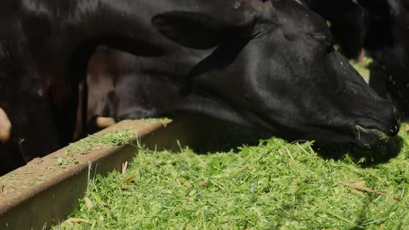 Black dairy cows feed from a large trough on a farm in rural Brazil. Close up shot.