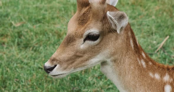 Portrait of Cute Fallow Deer on Green Natural Background Closeup