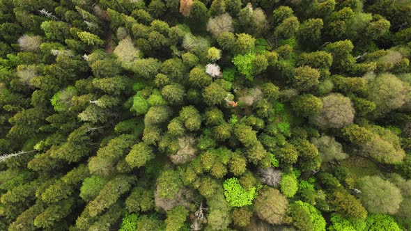 Horizonless Evergreen Coniferous Forest