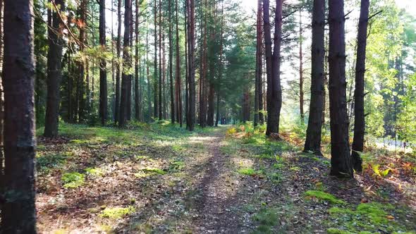 Morning In A Pine Forest