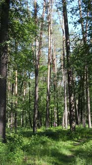 Vertical Video of a Summer Green Forest with Trees During the Day Slow Motion