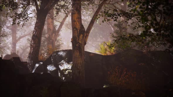 Summer Forest with Deep Fog alt