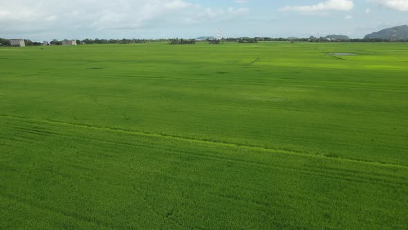 The Paddy Rice Fields of Kedah and Perlis, Malaysia