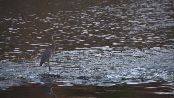 a blue heron in a river