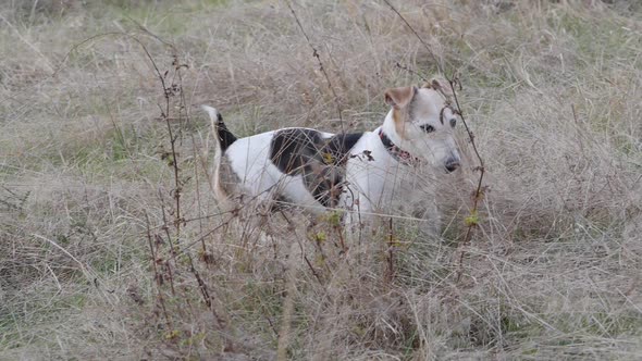 Dog Is Looking For Mice In The Dry Grass