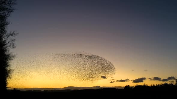 Massive starling murmuration at Tarn Sike Cumbria Uk against a beautiful evening sky.