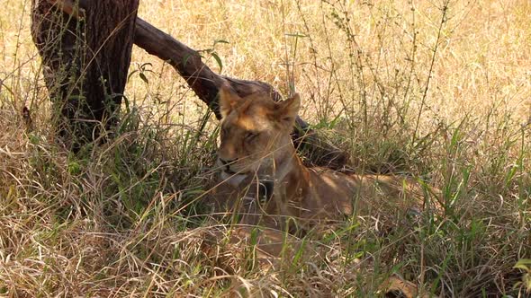 Close Up of a Lioness Relaxing in the Shade Next to a Tree in Serengeti National Park in Tanzania