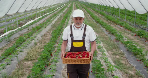 Aged Farmer Walking on Field with Basket of Strawberries