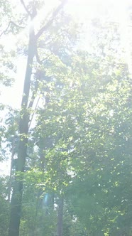 Vertical Video of a Beautiful Natural Landscape in the Forest During the Day