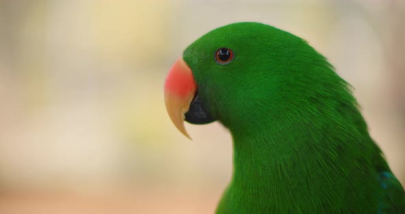 Close up of Eclectus parrot (Eclectus roratus), shallow depth of field