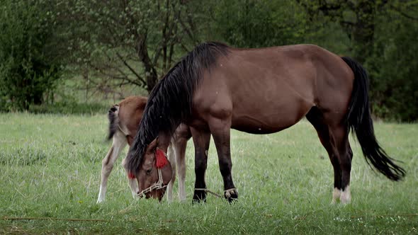 A family of horses, a little foal with his mother, a mare grazing on a forest glade on a sunny day.