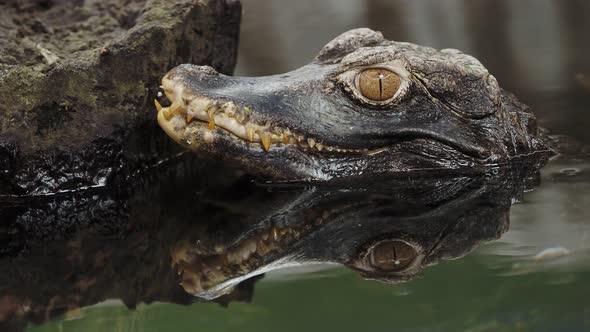 Head of a crocodile (Paleosuchus palpebrosus). Dwarf Caiman.