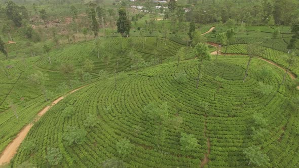 Backward Flyover Tea Plants