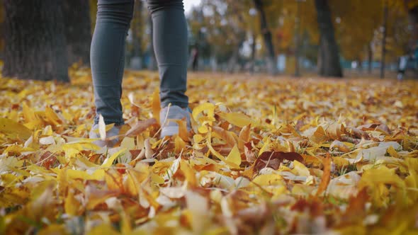 A Small Child Walks on the Yellow Fallen Leaves in the Autumn Park. Concept of Autumn Walks.