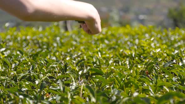 Arm Woman Harvests Tea From Green Bushes Farm