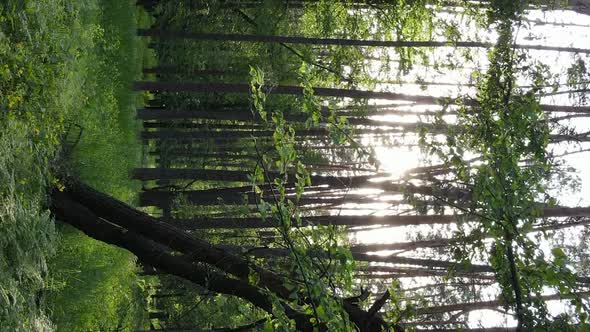 Vertical Video of a Forest with Pine Trees