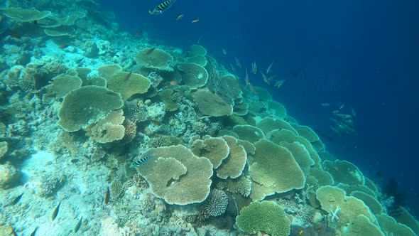 Swimming Next to a Table Coral Reef in Maldives