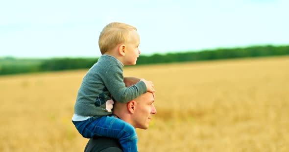 Kid Sits on Dad's Shoulders Walking with Dad in a Wheat Field