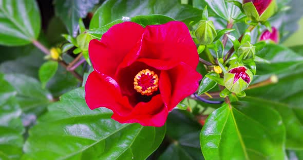 A hibiscus flower blooms in springtime