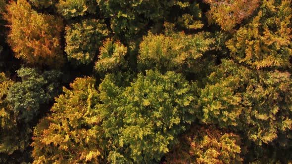 Aerial top down view on autumn european forest